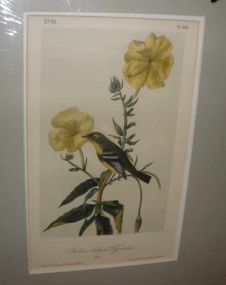 Audubon print Yellow-Bellied Flycatcher
