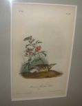 Audubon print Missouri Meadow Lark