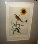 Audubon print Le Conte's Sharp-Tailed Bunting