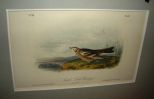 Audubon print Smith's Lark Bunting