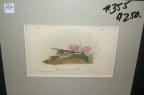 Audubon print Sprague's Missouri Lark