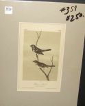 Audubon print Harris' Finch