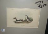 Audubon print Eared Grebe