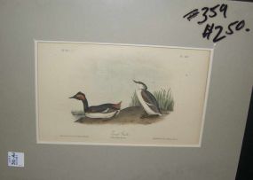 Audubon print Eared Grebe