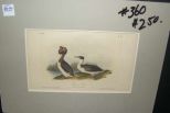 Audubon print Horned Grebe