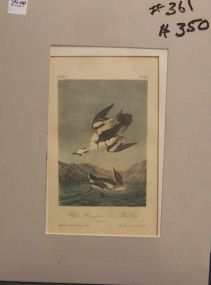 Audubon print White Merganser