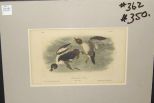 Audubon print Golden Eye Duck