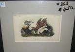 Audubon print Eider Duck