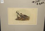 Audubon print Hooded Merganser