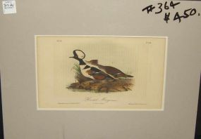 Audubon print Hooded Merganser