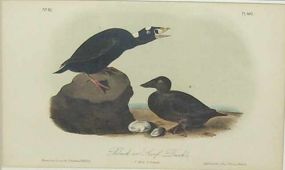 Audubon print Black or Surf Duck