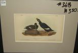 Audubon print Velvet Duck