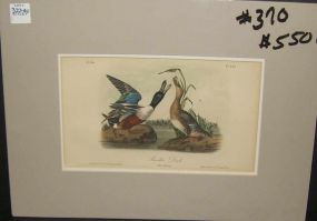 Audubon print Shoveller Duck