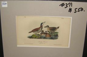 Audubon print Ruddy Duck