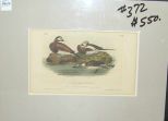 Audubon print Long-Tailed Duck