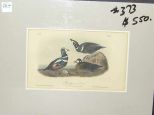 Audubon print Harlequin Duck