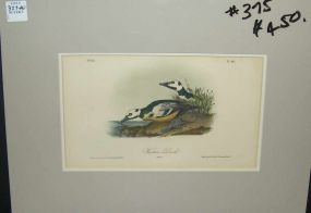 Audubon print Western Duck