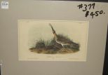 Audubon print Hudsonian Curlew