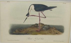 Audubon print Black Necked Still