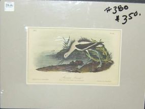 Audubon print American Avoset