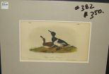 Audubon print Ring-Necked Duck