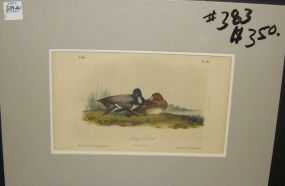 Audubon print Scaup Duck