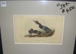 Audubon print Red-Headed Duck