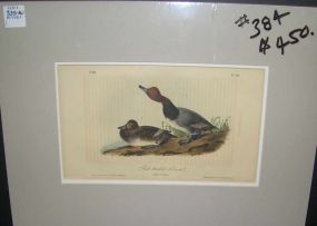 Audubon print Red-Headed Duck