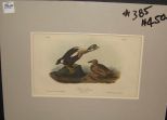 Audubon print King Duck
