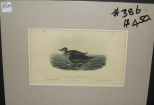 Audubon print American Scoter Duck