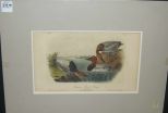 Audubon print Canvass Back Duck