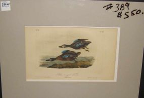 Audubon print Blue-Winged Teal