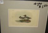 Audubon print American Green-Winged Teal