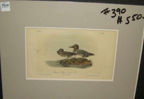 Audubon print American Green-Winged Teal