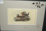 Audubon print American Widgeon