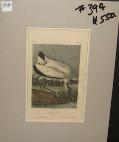 Audubon print Wood Ibis