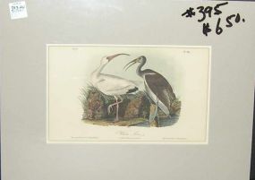 Audubon print White Ibis