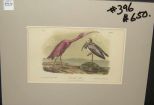 Audubon print Scarlet Ibis