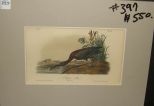 Audubon print Glossy Ibis