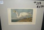 Audubon print Great White Heron