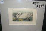 Audubon print American Swan