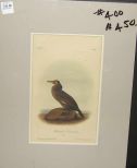 Audubon print Townsend's Cormorant