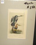 Audubon print American Anhinga Snake Bird