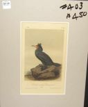 Audubon print Double Crested Cormorant