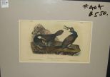 Audubon print Common Cormorant