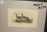 Audubon print Gadwall Duck