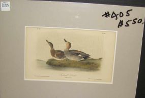 Audubon print Gadwall Duck