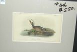 Audubon print Brewers Duck