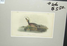 Audubon print Brewers Duck