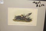 Audubon print Dusky Duck